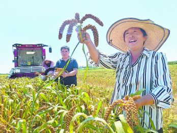 谷子飘香喜丰收